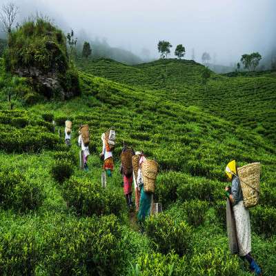 Assam Tea Festival Places to See